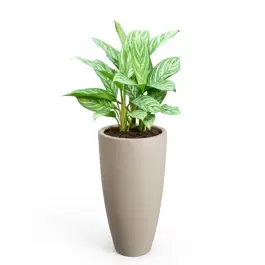 Scherpe prijs - Aglaonema Stripes in June Round High Beige
