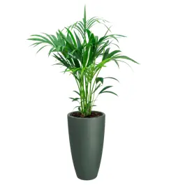 Kentia Howea in June Round Smaragdgroen | Sale