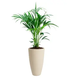 Expreslevering | Kentia Howea in June Round Beige