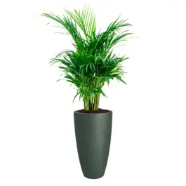 Areca lutescens in June Round Smaragdgroen - Tijdelijke aanbieding