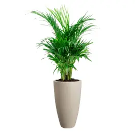 Areca lutescens in June Round Beige | Nu kopen