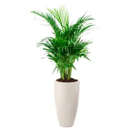 Areca lutescens in June Round Linnen Wit | Voordelig