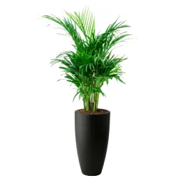 Areca lutescens in June Round Zwart - Meest verkocht