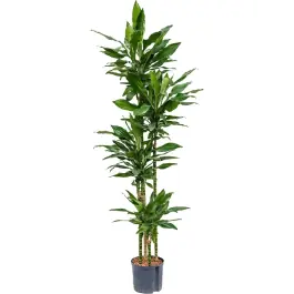 Scherpe prijs - Dracaena Janet Lind 4-stam