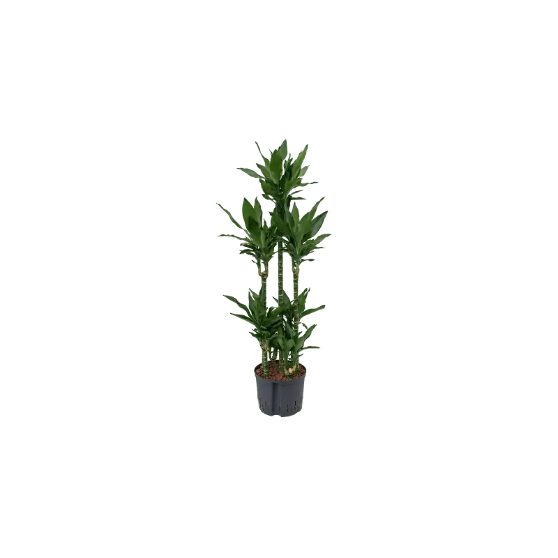 Dracaena Janet Lind carrousel | Mis het niet