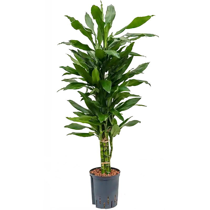 Dracaena Janet Lind vertakt | Hoge kwaliteit