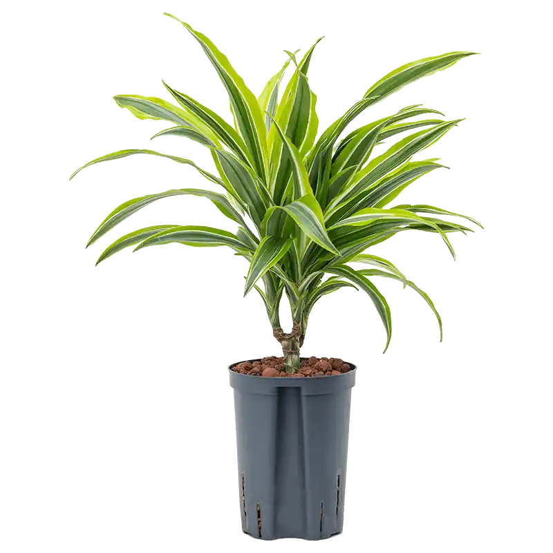 Dracaena Lemon Lime op stam | Rechtstreeks uit de fabriek