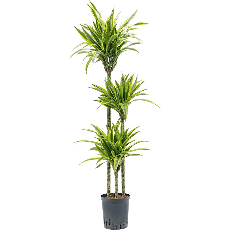Dracaena Lemon Lime 3-stam - Veel gekozen