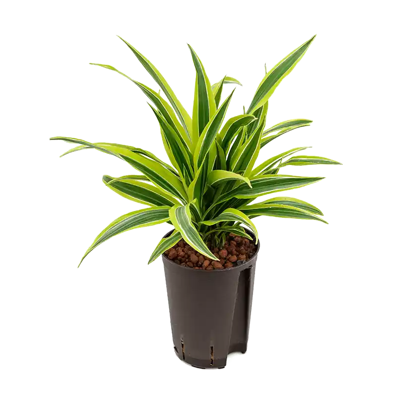 Dracaena Lemon Lime | Goed beoordeeld