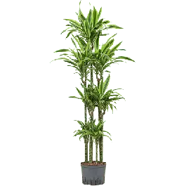 Speciale deal | Dracaena Lemon Lime carrousel