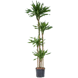 Dracaena Riki 4-stam - Deal
