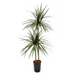 Dracaena marginata - Mis het niet