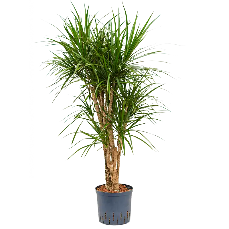 Dracaena marginata vertakt | Veilige betaling