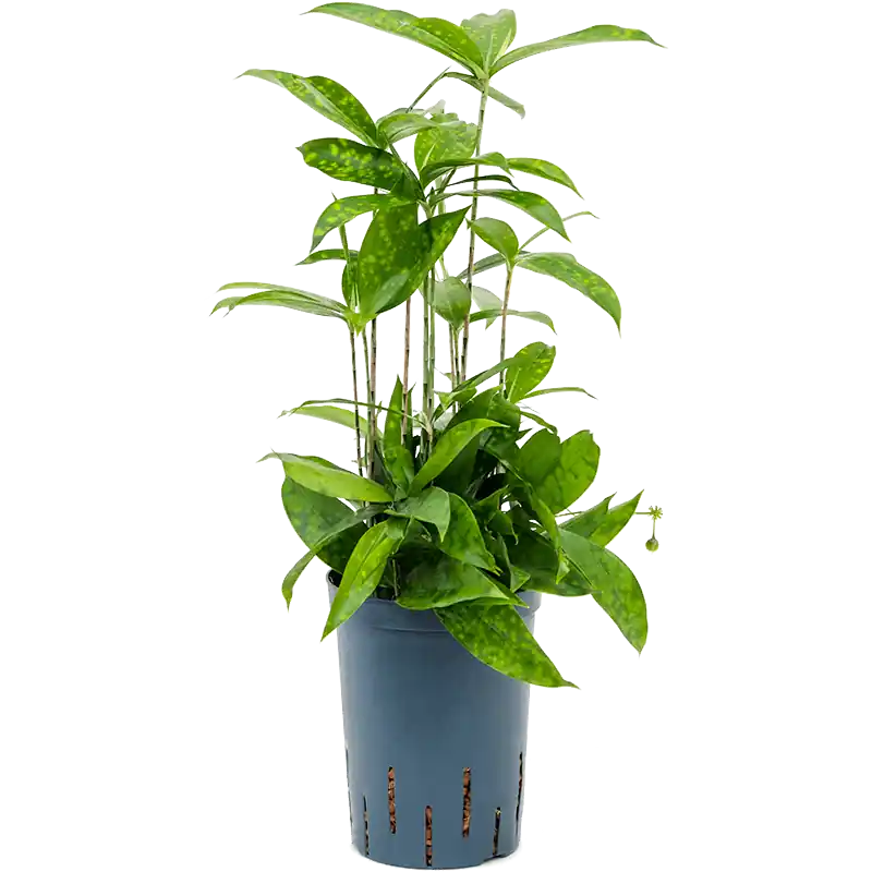 Dracaena surculosa - Wees er snel bij