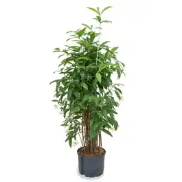 Dracaena Surculosa | Korting
