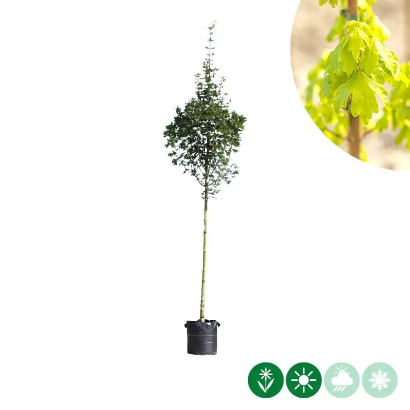 Favoriet van klanten - Acer Huibers Elegant