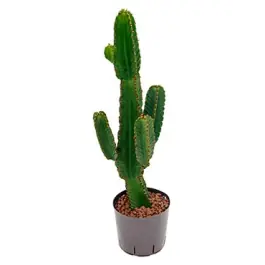 Voordelig - Euphorbia Tetra