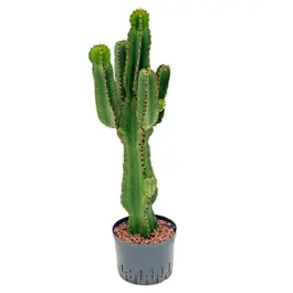 Bestseller - Euphorbia Ingens