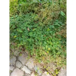 Alchemilla erythropoda - Sale