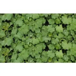 Alchemilla mollis | Wees er snel bij