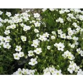 Arenaria montana | Koopje