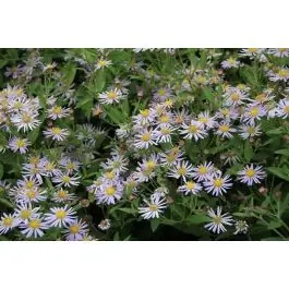 Nog enkele stuks | Aster Asran