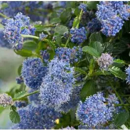Ceanothus Repens | Actieprijs
