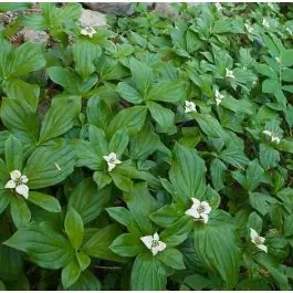 Cornus canadensis - Hoog gewaardeerd