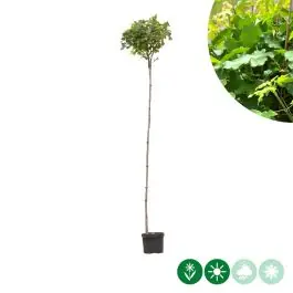 Voorraad bijna op | Acer Nanum - bolboom