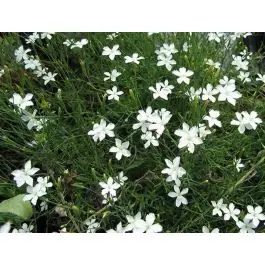 Direct leverbaar | Dianthus Albiflorus