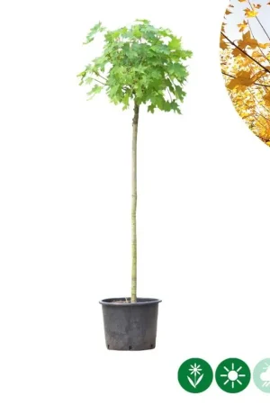 Acer Globosum - bolboom | Veel gekozen