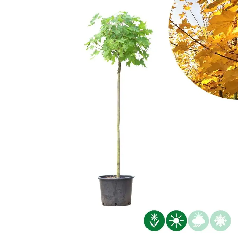 Acer Globosum - bolboom | Veel gekozen