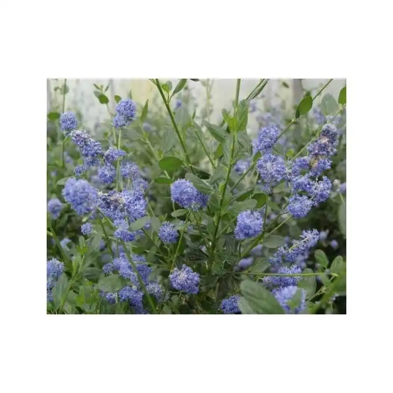 Ceanothus Victoria | Uitverkoop