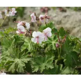 Geranium Biokovo - Snelle levering