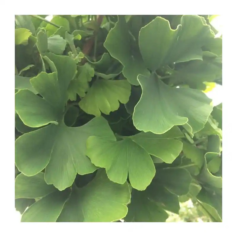 Ginkgo Mariken - Hoge kwaliteit