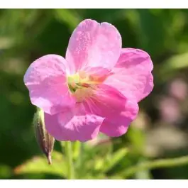 Geranium Wargrave Pink | Populair bij klanten