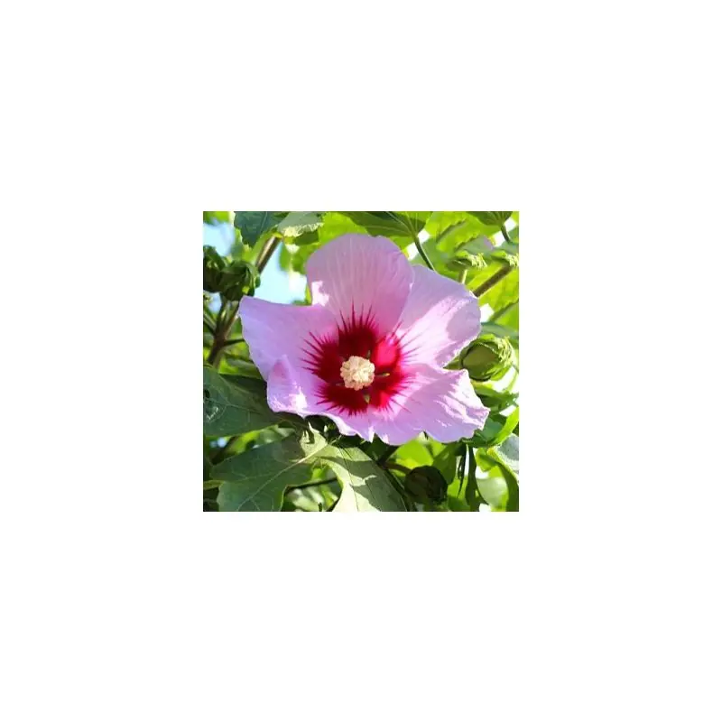 Direct beschikbaar - Hibiscus Woodbridge