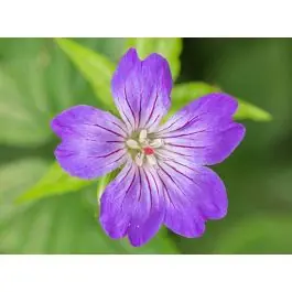 Expreslevering - Geranium nodosum