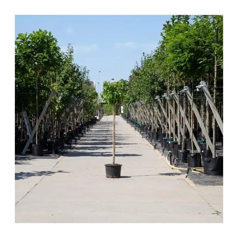 Nog maar een paar beschikbaar - Liquidambar Gum Ball - bolboom