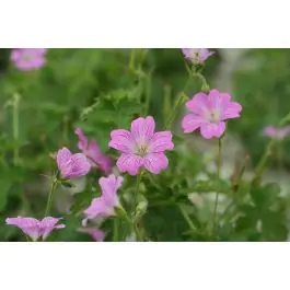 Geranium Claridge Druce - Laatste stuks