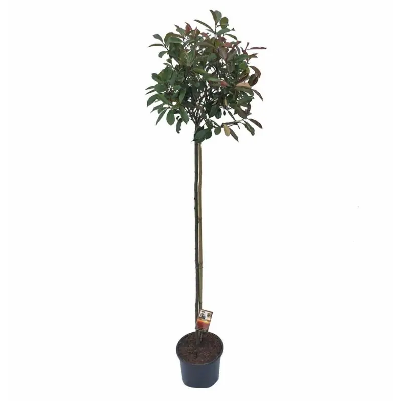 Hoog gewaardeerd - Photinia Red Robin - bolvorm