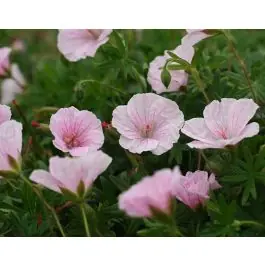 Aanbieding | Geranium sanguineum striatum
