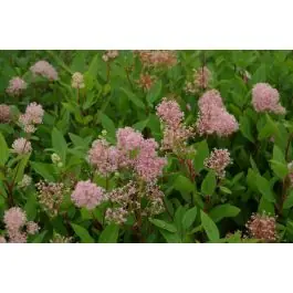 Aanrader - Ceanothus Marie Simon
