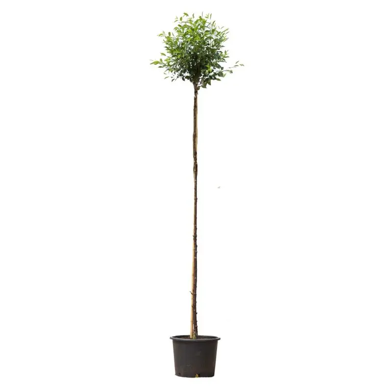 Prunus Umbraculifera - bolboom | Scherp geprijsd