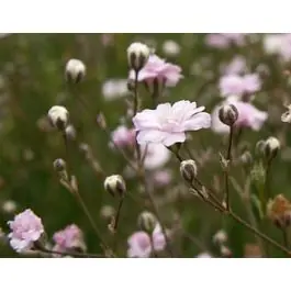 Gypsophila Rosenschleier - Scherpe prijs