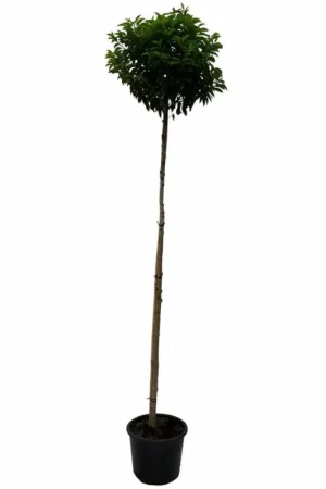 Aanbieding loopt bijna af | Prunus lusitanica - bolvorm