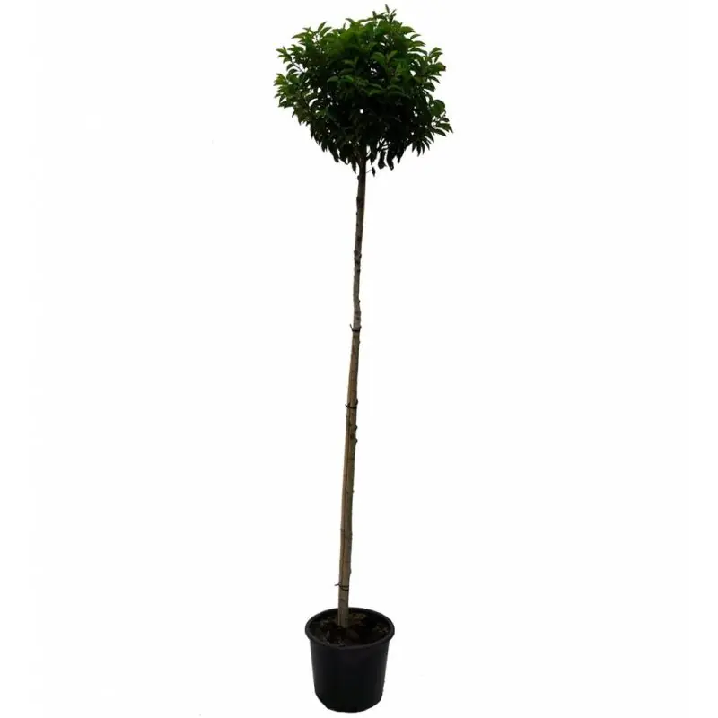 Aanbieding loopt bijna af | Prunus lusitanica - bolvorm