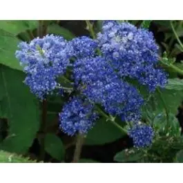 Ceanothus Concha | Veel gekozen