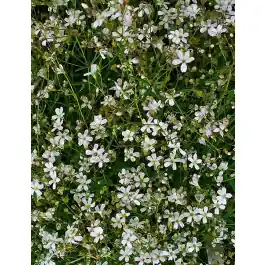Mis het niet - Gypsophila Alba