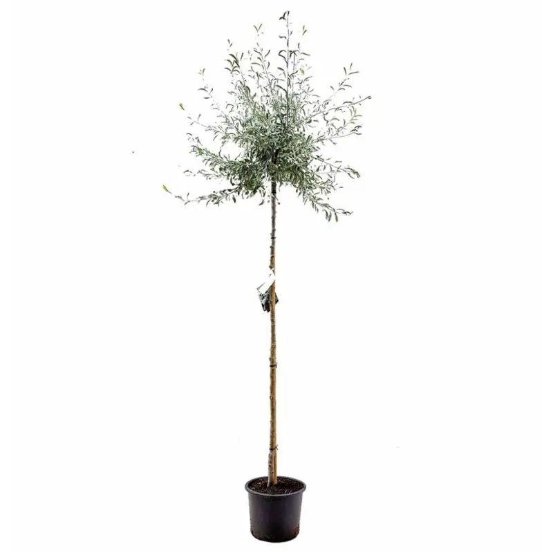 Pyrus Pendula | Aanbieding
